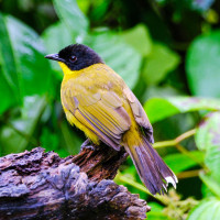 Black-capped Bulbul